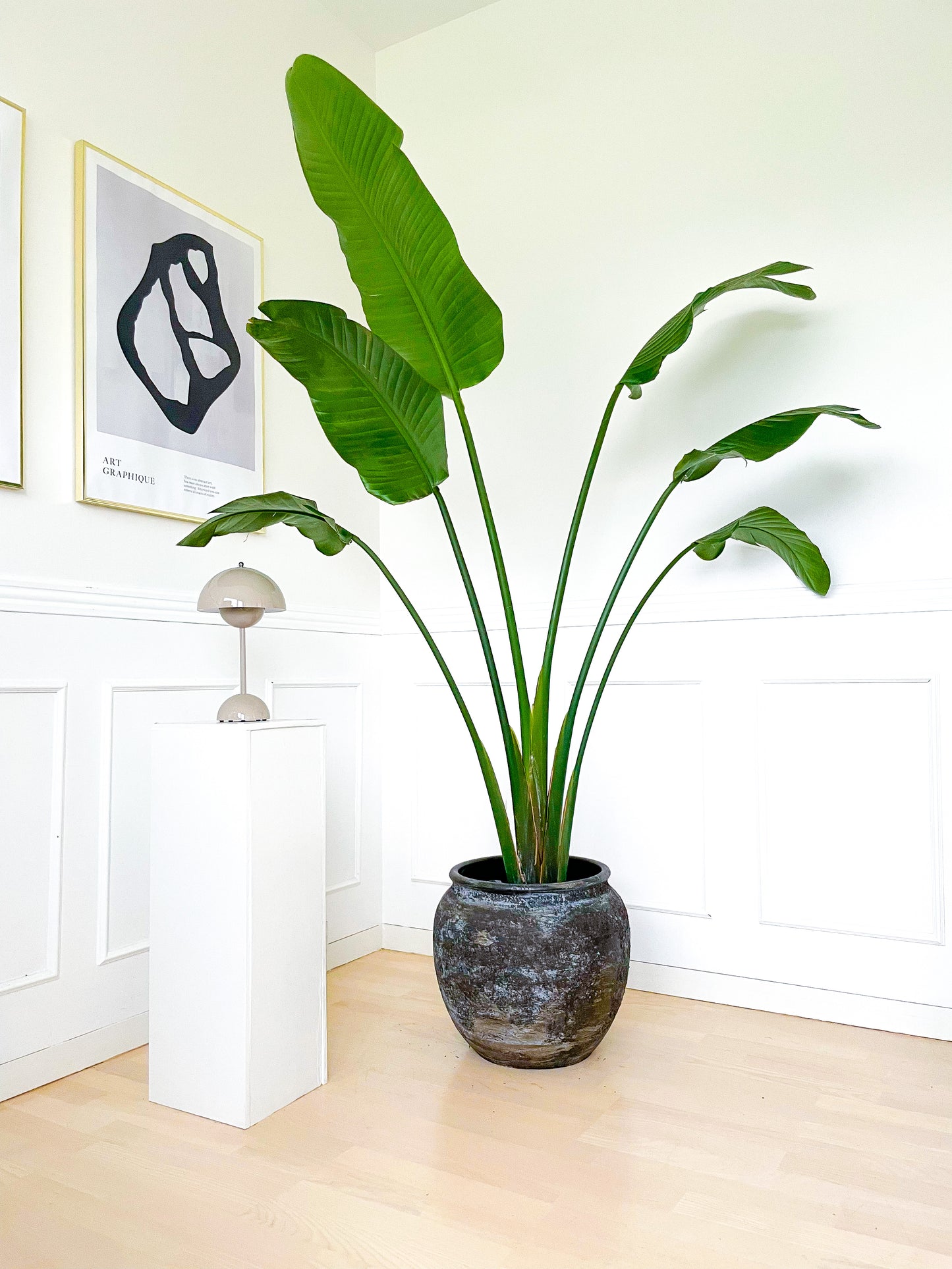 Strelitzia Nicolai