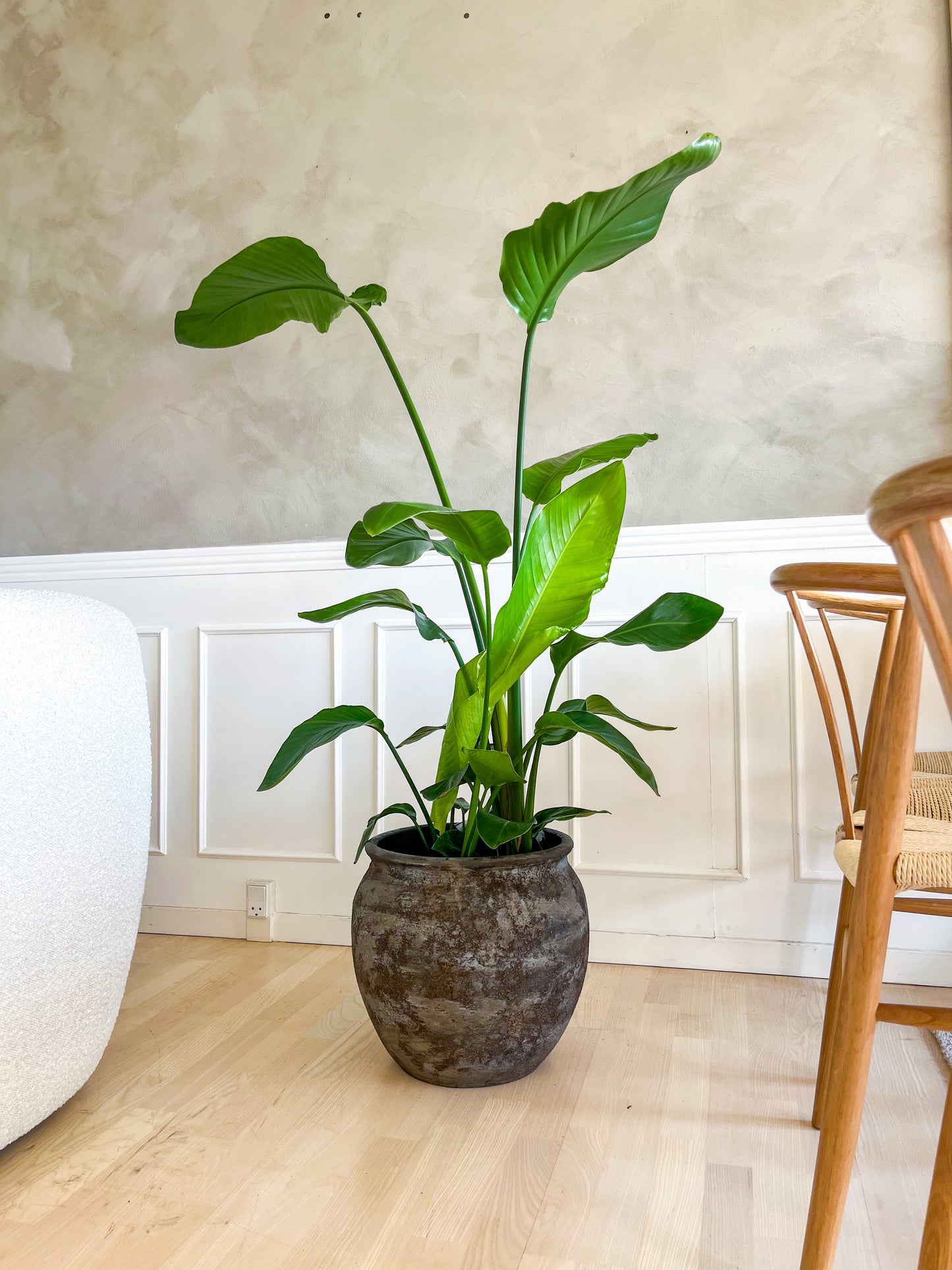Strelitzia Nicolai