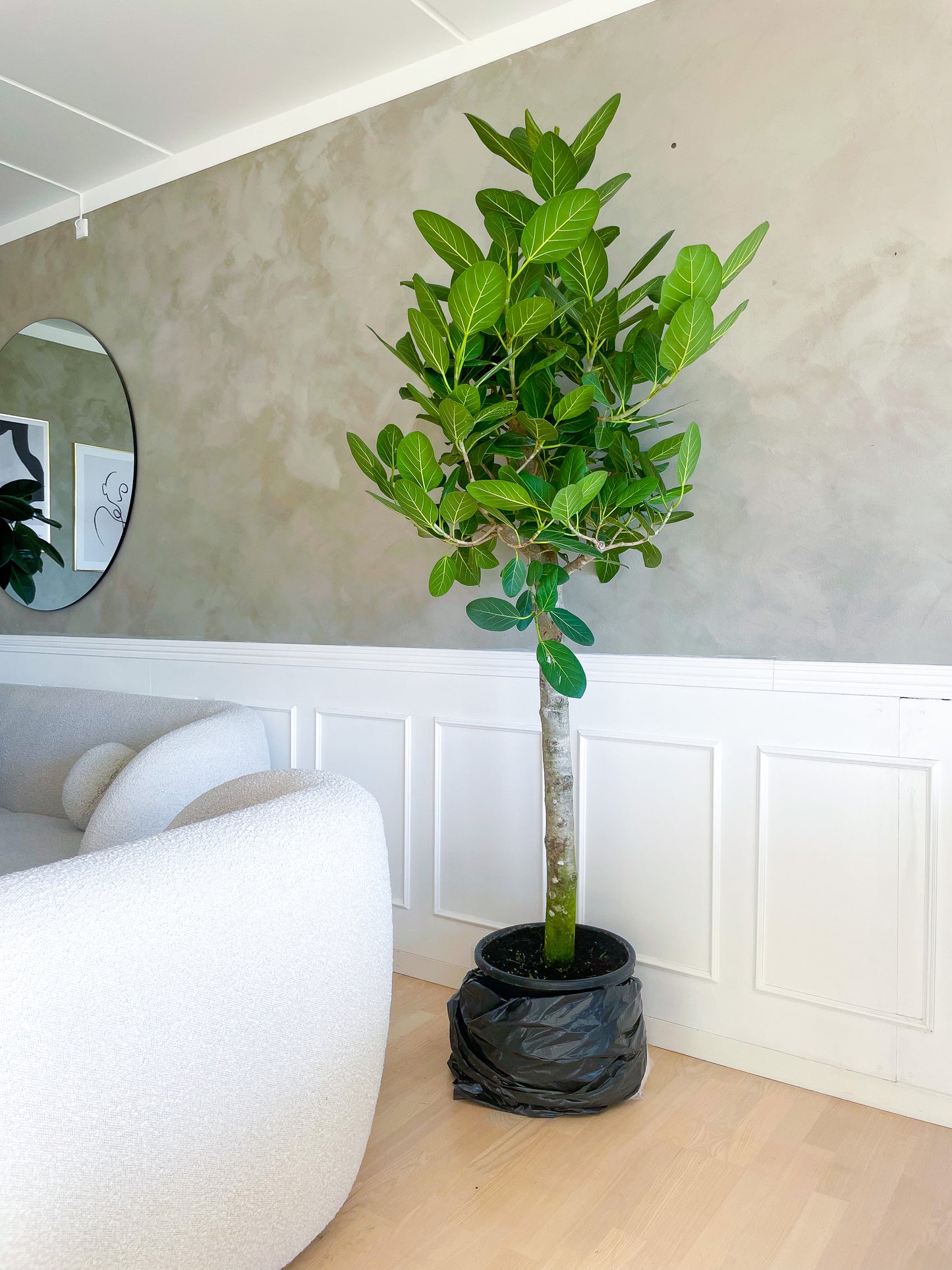 Opstammet Ficus Audrey