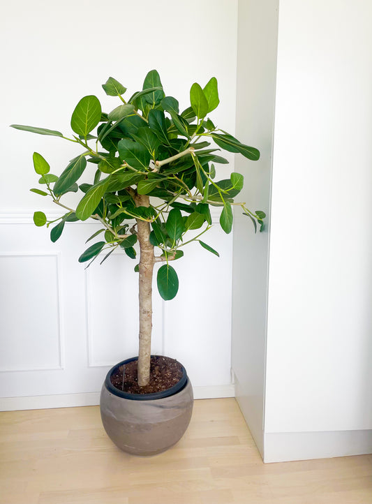 Opstammet Ficus Audrey