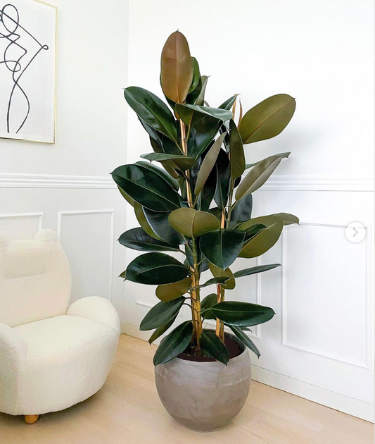 2-grenet Gummiplante