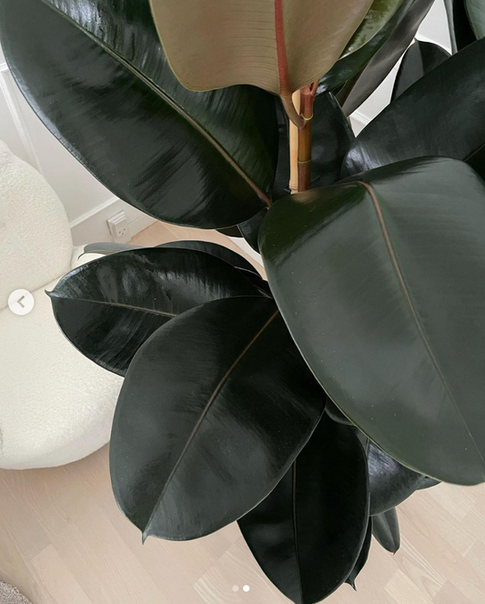 2-grenet Gummiplante