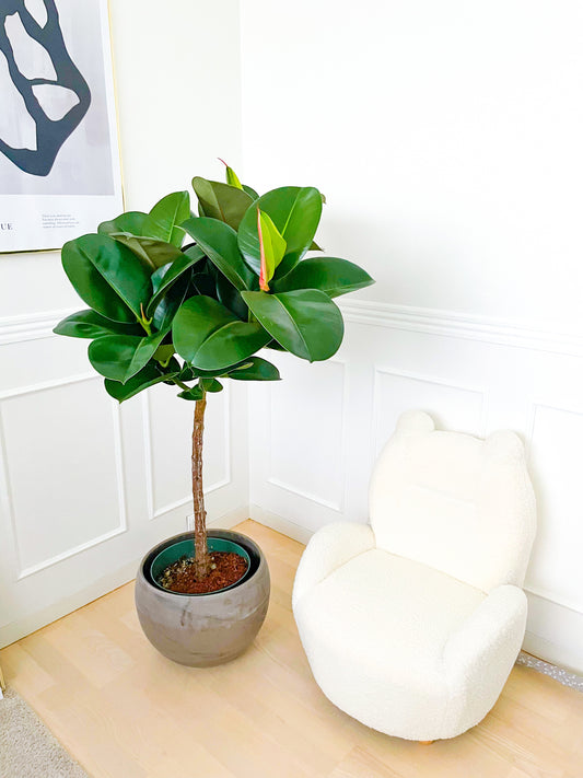 Opstammet gummiplante