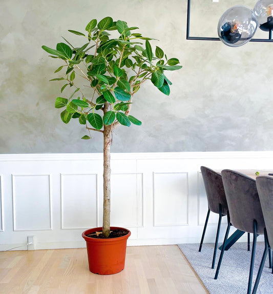 Opstammet Ficus Audrey