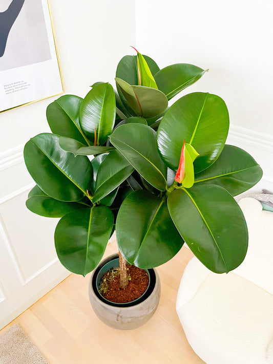 Opstammet gummiplante