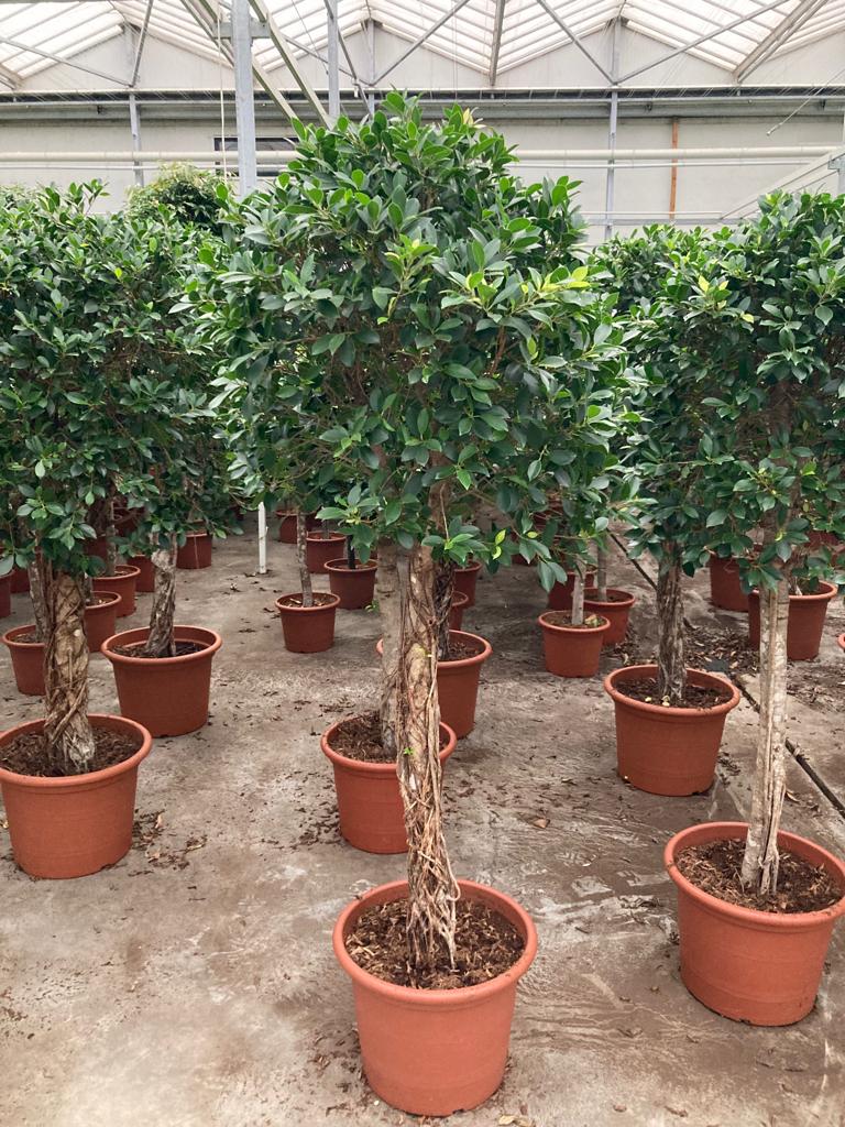 Ficus Nitida
