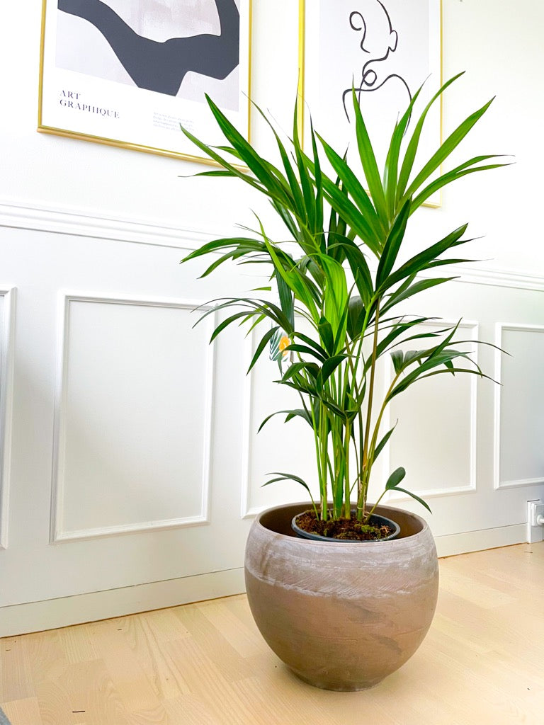 Kentia Howea