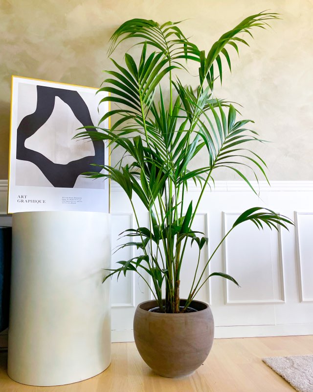 Kentia Howea