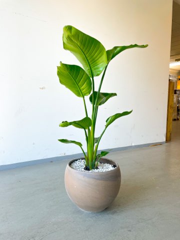 Strelitzia Nicolai