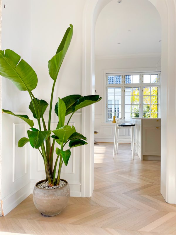 Strelitzia Nicolai