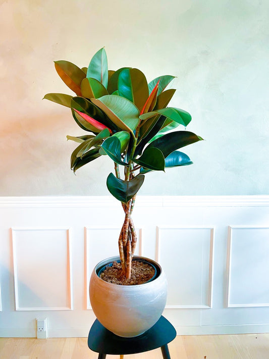 Opstammet Snoet Gummitræ