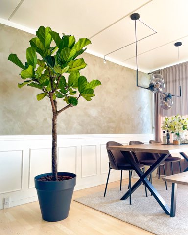 Opstammet Violinfigen