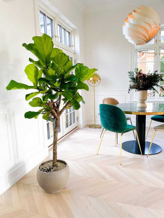 Opstammet Violinfigen